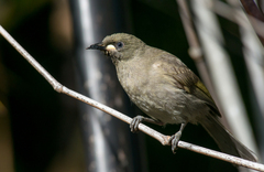 White-Gaped Honeyeater photo 3