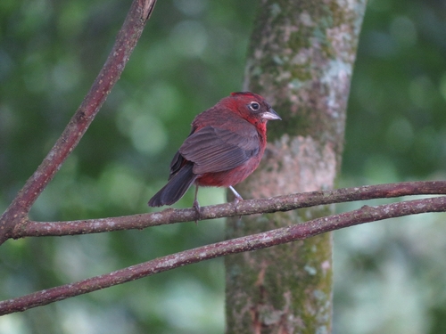 Red Pileated Finch (Coryphospingus cucullatus), photo 3