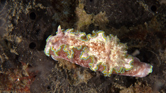 Glossodoris acosti