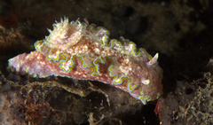 Glossodoris acosti