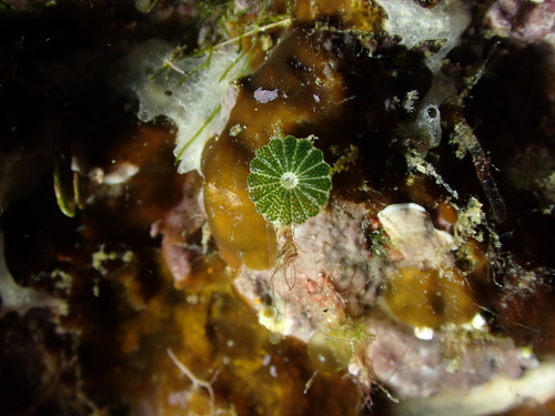 Parvocaulis parvulus observed 2025-08-09