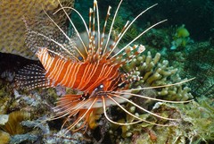 Pterois antennata