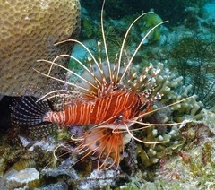 Pterois antennata