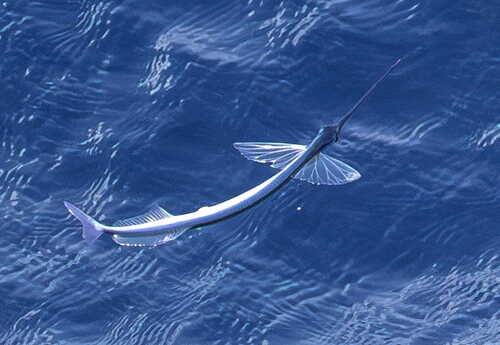 Flying halfbeak (Euleptorhamphus velox) — Hemiramphidae