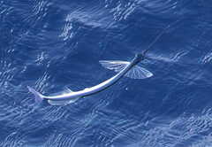 Flying Halfbeak photo 1