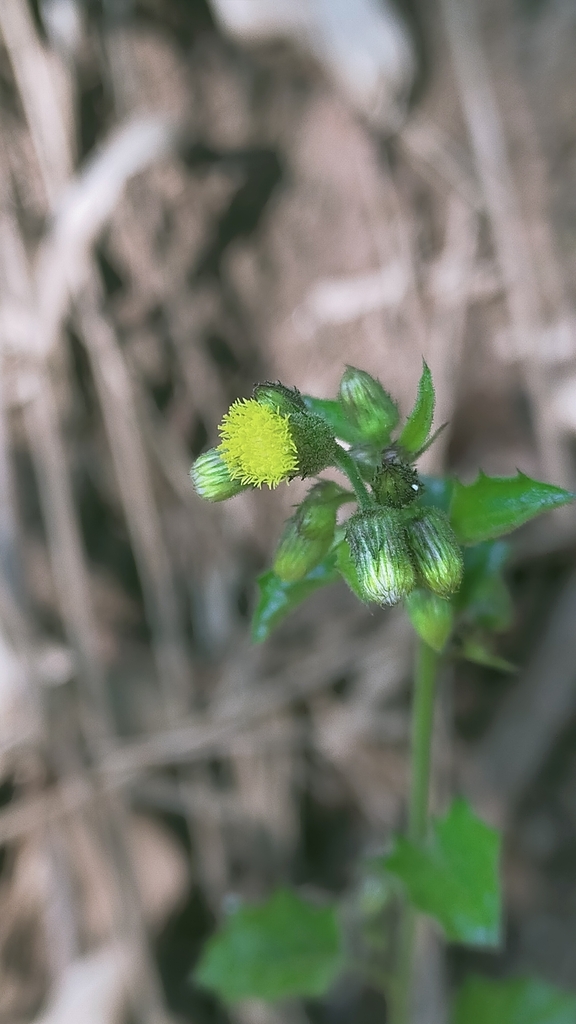 Blumea napifolia (Blumea napifolia)