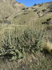 Malacothamnus aboriginum