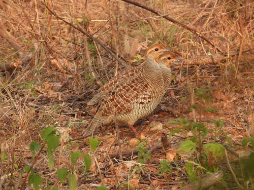 Grey Francolin