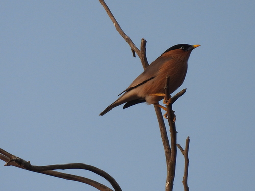 Brahminy Starling