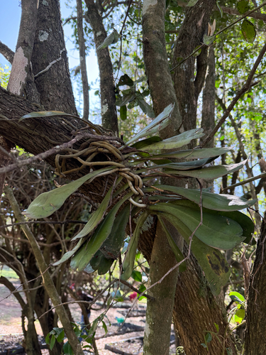 Aerangis brachycarpa (A.Rich.) T.Durand & Schinz 4