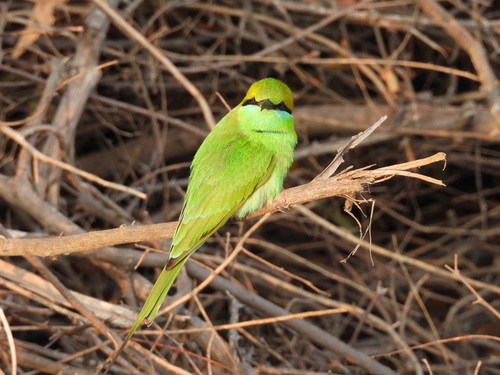 Asian Green Bee-eater