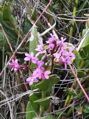 Epidendrum secundum