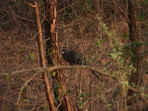 Blue-faced Malkoha