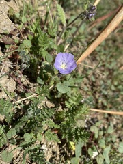Phacelia ciliata ciliata