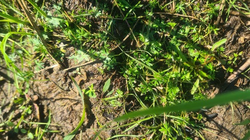 Small Yellow Water-crowfoot (Ranunculus gmelinii)