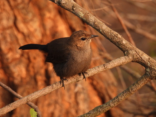 Indian Robin
