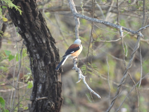 Bay-backed Shrike