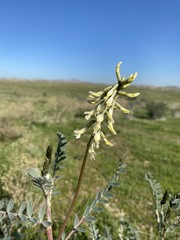 Astragalus oxyphysus