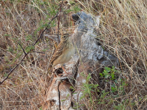 Blyth's Pipit