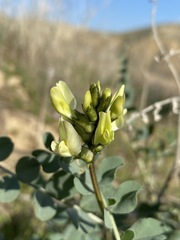 Astragalus lentiginosus nigricalycis