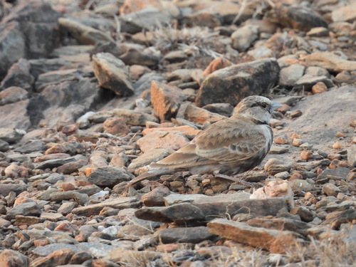 Ashy-crowned Sparrow-Lark