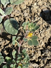 Acmispon wrangelianus