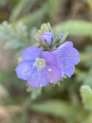 Phacelia ciliata ciliata