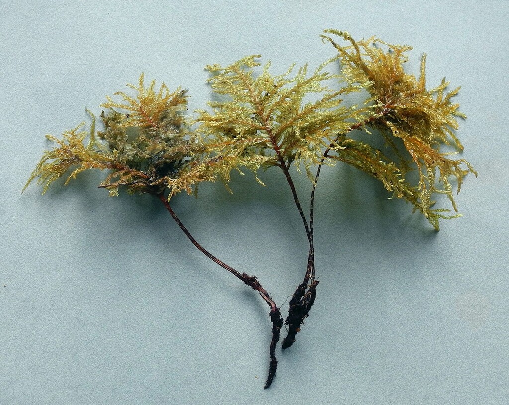 Porotrichum lancifrons