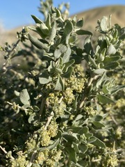 Atriplex spinifera