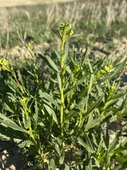 Lepidium jaredii album