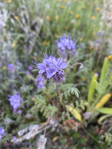 Phacelia tanacetifolia