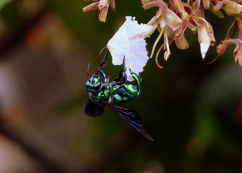 Exaerete trochanterica