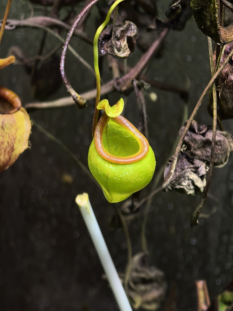 Nepenthes undulatifolia Jebb & Cheek 2