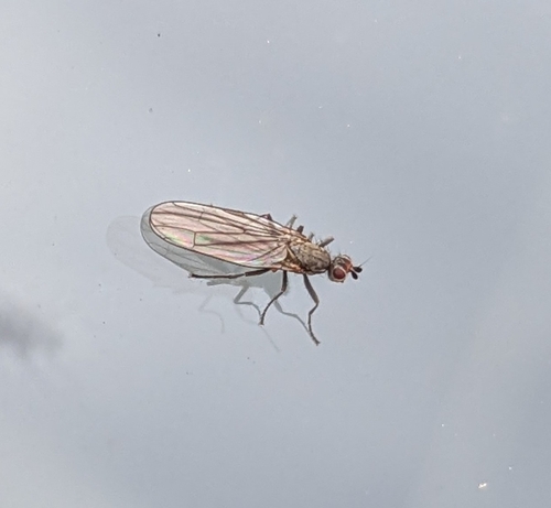Unknown species found near Easton, NH, USA