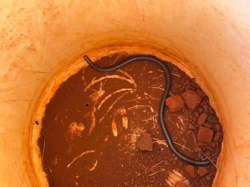 Gane's Blind Snake