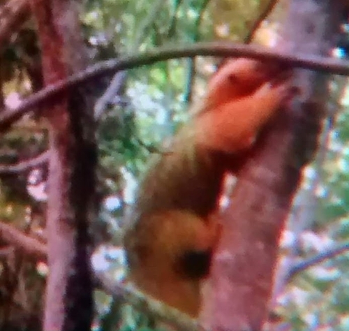 Southern Tamandua