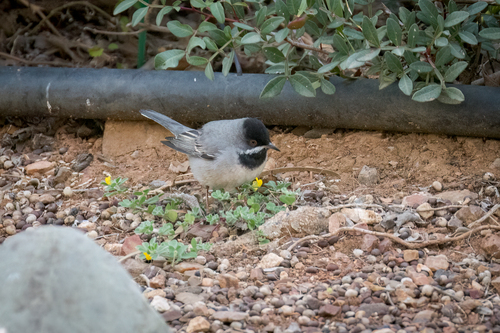 Rüppell's Warbler