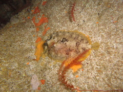 Zeugopterus punctatus