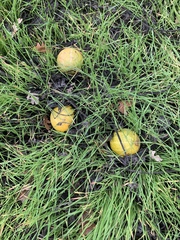 Cucurbita foetidissima