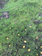 Cucurbita foetidissima