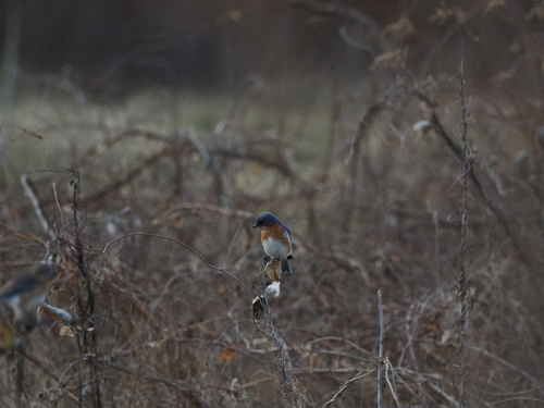 Eastern Bluebird photographed in Massachusetts