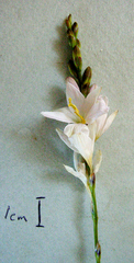 Ixia orientalis