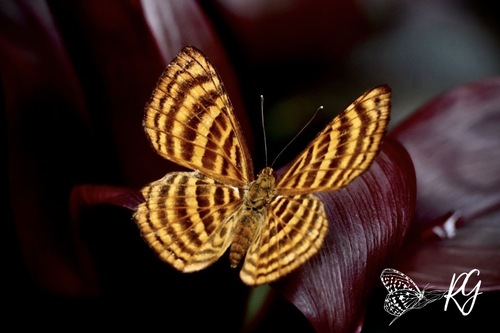 Zemeros emesoides C.Felder & R.Felder, 1860