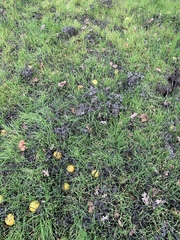 Cucurbita foetidissima