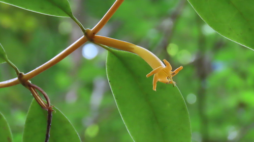 Tachia guianensis