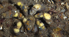 Camposcia retusa