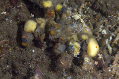 Camposcia retusa