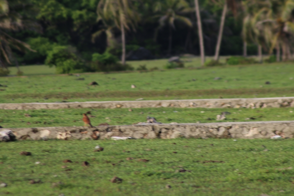 Alap-alap sapi (Falco moluccensis)