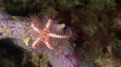 Ophiothrix purpurea