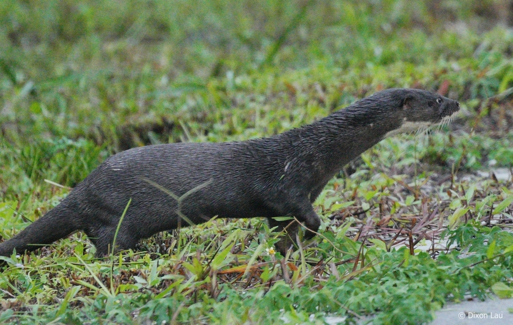 Hairy-Nosed Otter